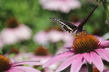 butterfly sitting on Rubin Glow flower