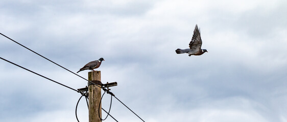 dove sitting on a wooden telephone mast and on other dove flying way, cloudy sky