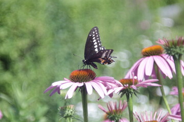 butterfly sitting on Rubin Glow flower