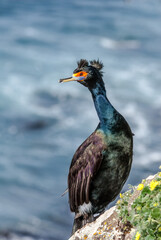 Red-faced Cormorant (Phalacrocorax urile) at St. George Island, Alaska, USA