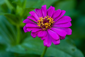 Obraz premium Purple Common Zinnia (Zinnia elegans) in garden with space for putting text, lowkey