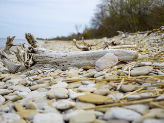 Whitewashed log and its roots set against grey pebbles on Beach on baltic sea. Driftwood Log, Curved. Log tree and stones with the ocean on the background on a foggy day
