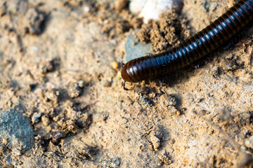 The Portuguese millipede, is a herbivorous millipede native to the southern Iberian Peninsula where it shares its range with other Ommatoiulus species