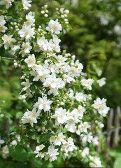 Spaziergang um Brannenburg mit Blumen