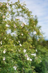 Spaziergang um Brannenburg mit Blumen