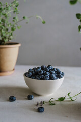 Fresh blueberry in ivory bowl on white table with mint plants in pots. Ripe  black berries in the kitchen. 