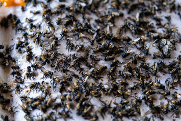 Close up of Many fly dead on Fly glue trap, Dead flies trapped on a glue trap, Fly are the cause of diarrhea.