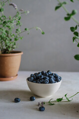 Fototapeta na wymiar Fresh blueberry in ivory bowl on white table with mint plants in pots. Ripe black berries in the kitchen. 