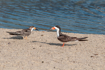Adult and immature Black Skimmer (Rhynchops niger) in Malibu Lagoon, California, USA