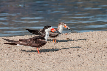 Adult and immature Black Skimmer (Rhynchops niger) in Malibu Lagoon, California, USA