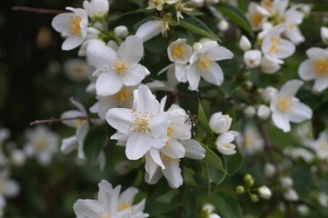 Spaziergang um Brannenburg mit Blumen