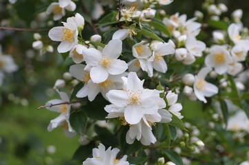 Obraz premium Spaziergang um Brannenburg mit Blumen