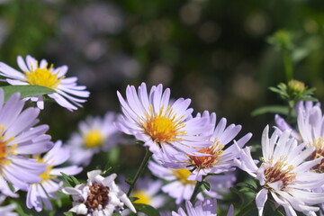 Fototapeta premium Large chamomile field in the forest