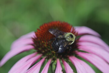 Bumblebee and the Rubin Glow flower