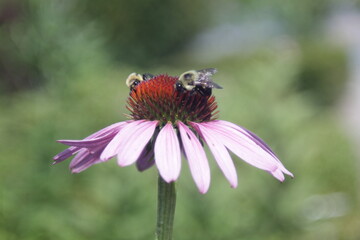 bumblebees working on a Rubin Glow flower