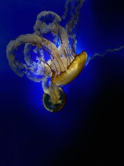 jelly fish in the sea