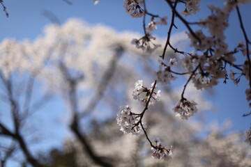 公園の桜