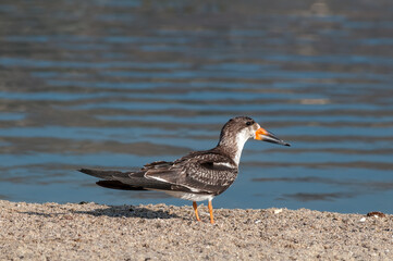 Immature Black Skimmer (Rhynchops niger) in Malibu Lagoon, California, USA