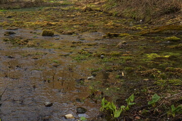 moss covered rocks in the river
