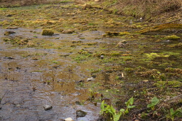 moss covered rocks in the river