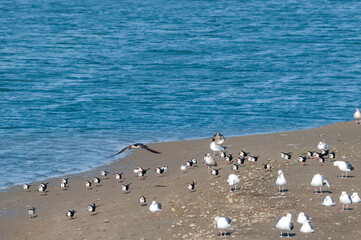 Adult Black Skimmer (Rhynchops niger) in Malibu Lagoon, California, USA