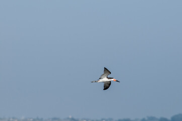 Adult Black Skimmer (Rhynchops niger) in Malibu Lagoon, California, USA