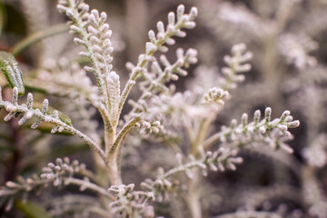 Wormwood. A large genus of herbaceous or semi-shrub plants in the Asteraceae family