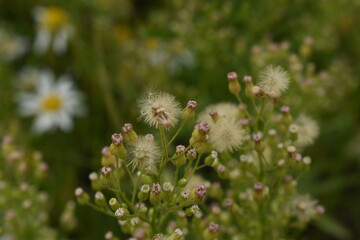 Small dandelions in a large field