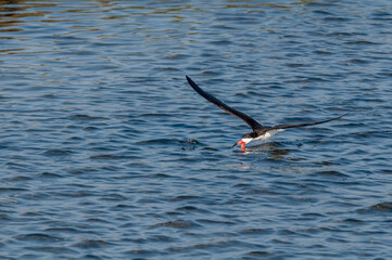Feeding Adult Black Skimmer (Rhynchops niger) in Malibu Lagoon, California, USA