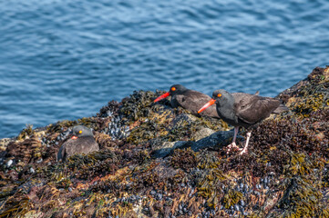 Black Oystercatcher (Haematopus bachmani) at Chowiet Island, Semidi Islands, Alaska, USA