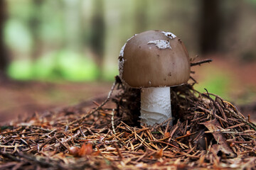 Amanita excelsa, The Grey Spotted Amanita, a edible mushroom