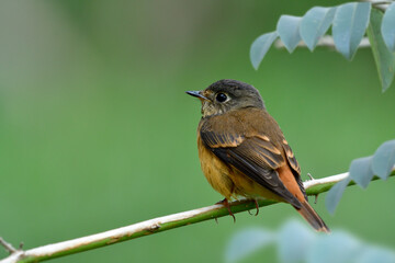 Little brown bird resting on thin branch in garden during his migratory trip passing through Thailand, ferruginous flycatcher