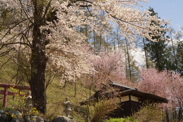 cherry blossom full bloomed with the shrine in Japan