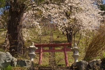 cherry blossom full bloomed with the shrine in Japan