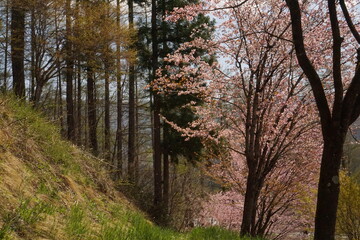 Obraz premium cherry blossom full bloomed in Japan, Hakuba