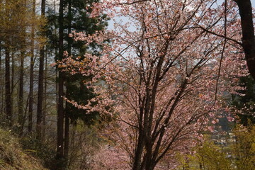 cherry blossom full bloomed in Japan, Hakuba