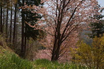 Fototapeta premium cherry blossom full bloomed in Japan, Hakuba