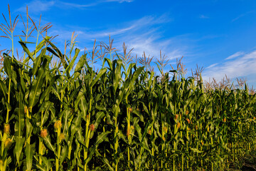 magnificent landscape of a field with a beautiful sky