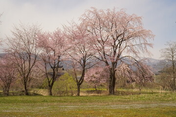 cherry blossom full bloomed in Japan, Hakuba
