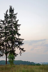 Summer evening in July. Landscape. The trees were at the edge of the field. Plant silhouette.