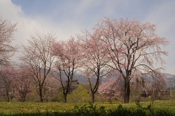 Obraz na płótnie Canvas cherry blossom full bloomed with mountains in Japan