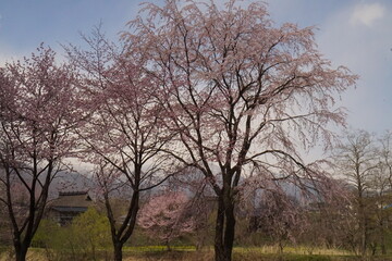 cherry blossom full bloomed with mountains in Japan