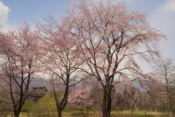 cherry blossom full bloomed with mountains in Japan