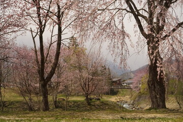 Obraz premium cherry blossom full bloomed with mountains in Japan