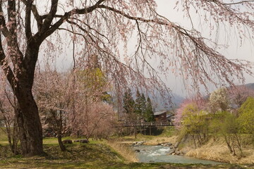 cherry blossom full bloomed in Japan, Hakuba