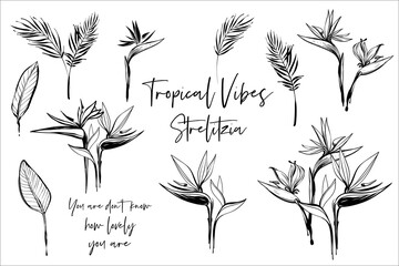 Black line strelizia and banana palm leaf, calligraphy quote text. Tropic outline floral illustrations. Tropical collection. Sketch in watercolor style. Hand drawn line on white background