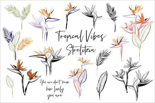Strelitzia flowers, banana palm leaves, text quote print. Tropic outline floral illustrations. Tropical collection. Sketch in watercolor style. Hand drawn line on white background