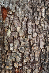 mahogany bark texture, suitable for backdrop and wallpaper