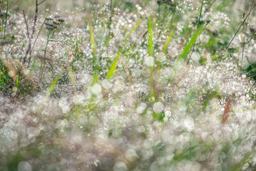 green fresh grass dew drops photo for abstract background. wet grass after rain. selective focus...