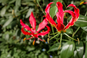 Flame Lily (Gloriosa superba) in greenhouse